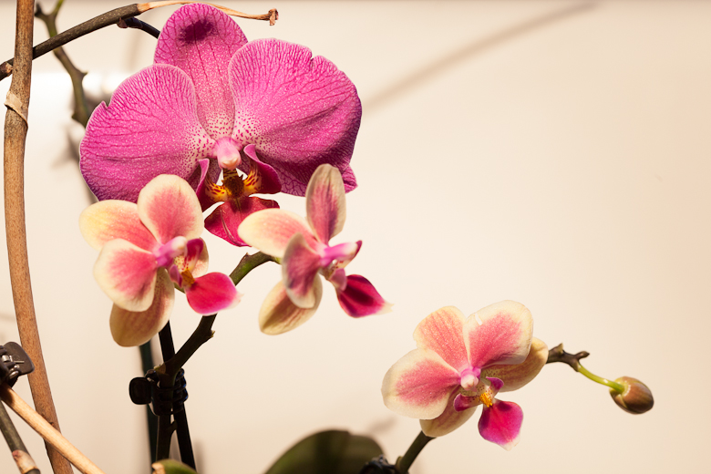Orchidaceae